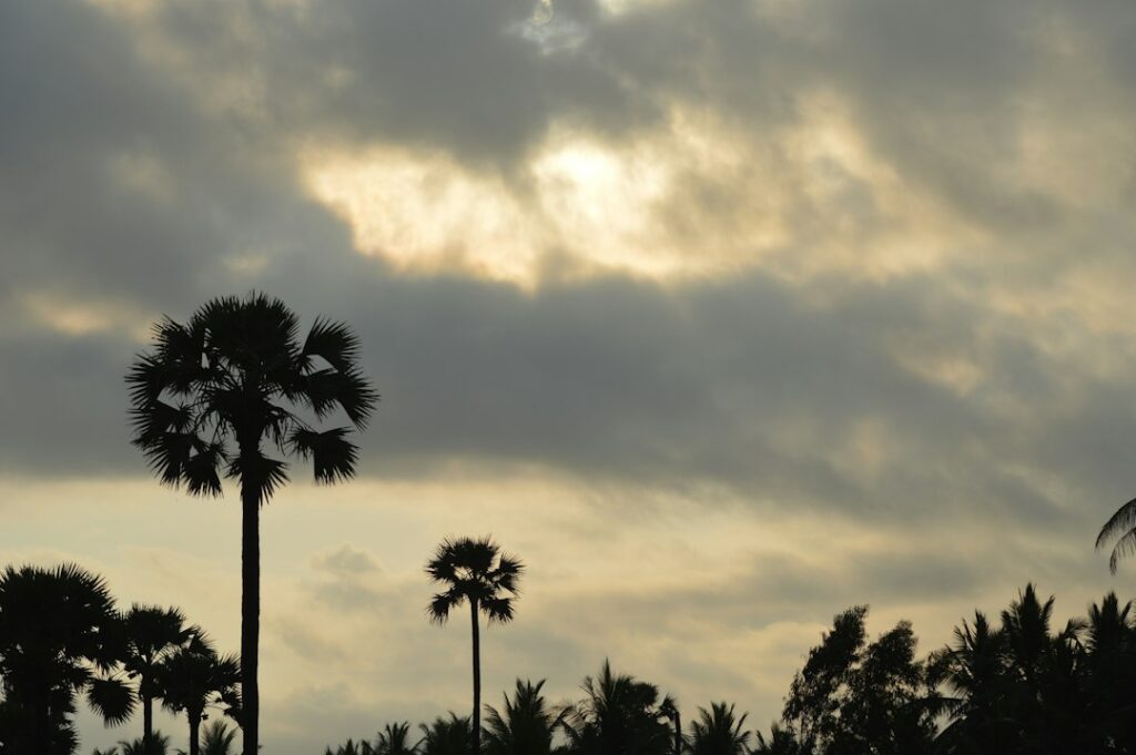 Dark storm clouds above palm trees